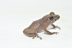Pristimantis walkeri