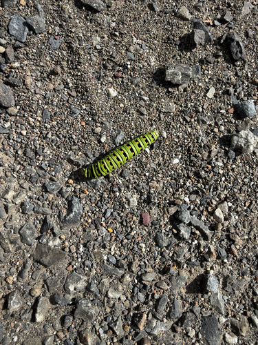 Black Swallowtail