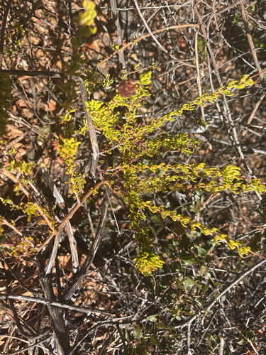 iNaturalist observation photo of California Buckwheat