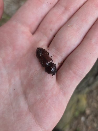 Pole Borer