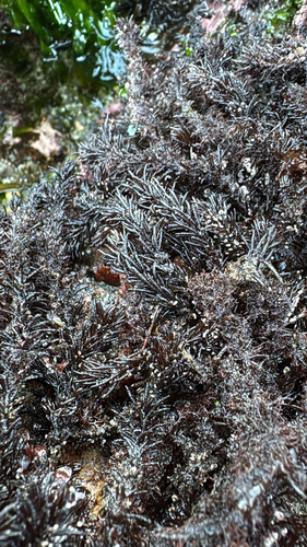 Neorhodomela larix observed 2026-09-12