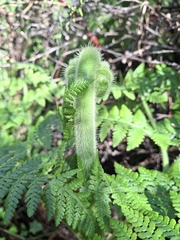 Hypolepis dicksonioides, photograph (c) Andy McKay, some rights reserved (CC BY)