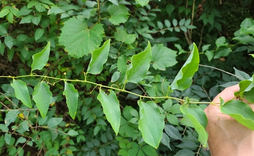 Smilax herbacea, photograph 4