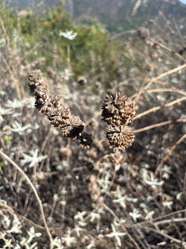iNaturalist observation photo of purple sage