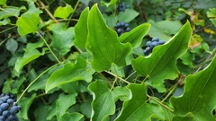 Smilax herbacea, photograph author not stated, no rights reserved