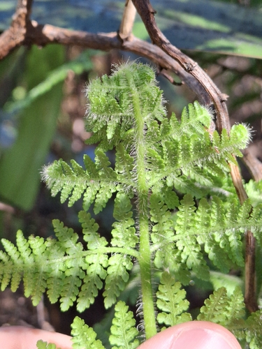 Hypolepis dicksonioides, photograph 5
