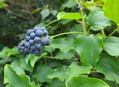 Smilax herbacea, photograph author not stated, no rights reserved
