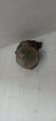 Barn Swallow