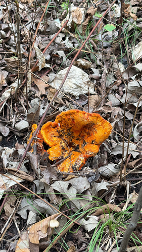 lobster mushroom