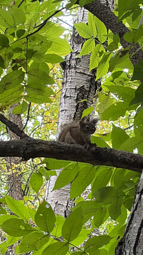American Red Squirrel