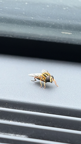 Narrow-headed Marsh Fly