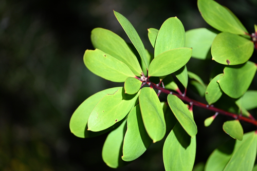 Persoonia levis, photograph 1