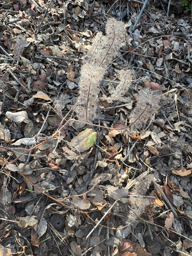 iNaturalist observation photo of caterpillar scorpionweed