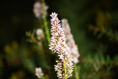 (c) Bryce Watts-Parker, some rights reserved (CC BY) Sprengelia incarnata, photograph (c) Bryce Watts-Parker, some rights reserved (CC BY)
