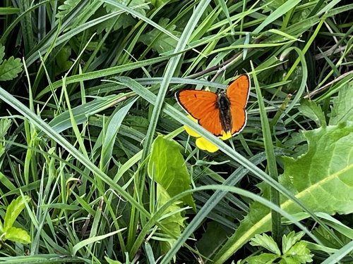 Large Copper