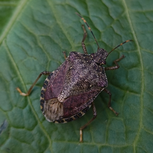Brown Marmorated Stink Bug
