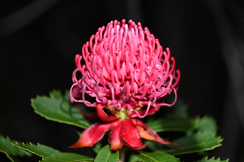 Telopea speciosissima, photograph 6