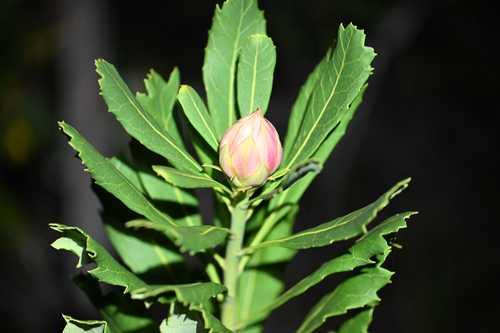 Telopea speciosissima, photograph 5