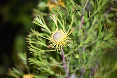 Isopogon anemonifolius, photograph (c) Bryce Watts-Parker, some rights reserved (CC BY)