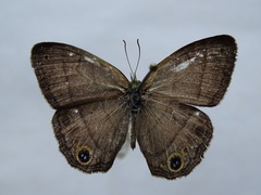 Cissia pompilia