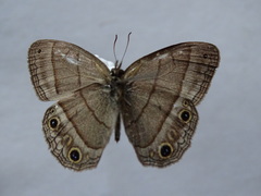 Cissia pompilia