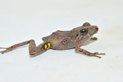 Pristimantis walkeri