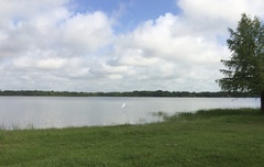 Egretta thula