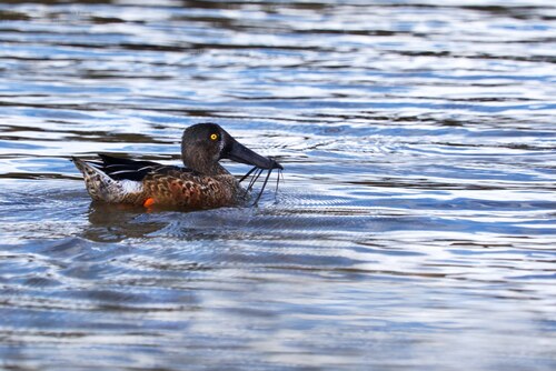 Northern Shoveler