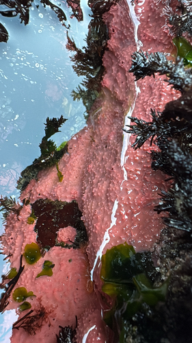 Aplysilla observed 2026-09-12