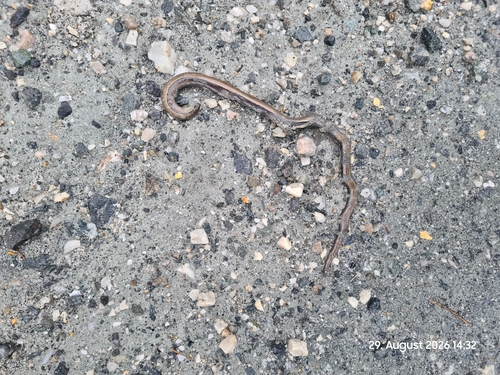 Common Slowworm