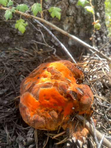 iNaturalist observation photo of lobster mushroom