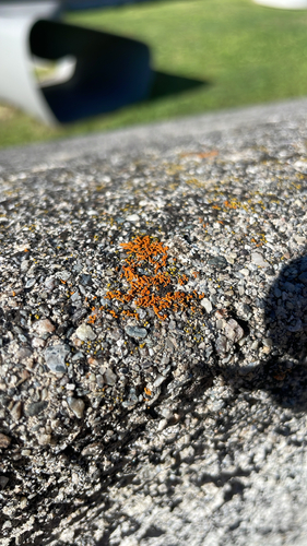 Elegant Sunburst Lichen