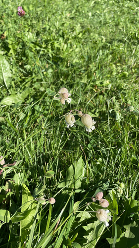 bladder campion