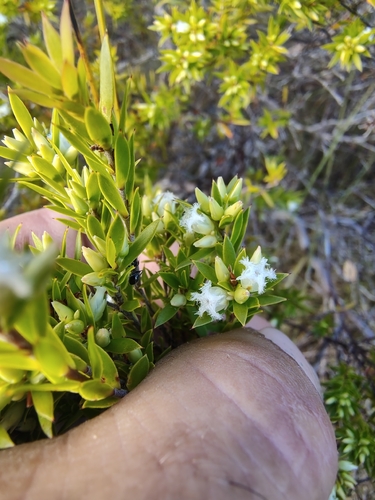 Styphelia leptospermoides, 2026-09-13