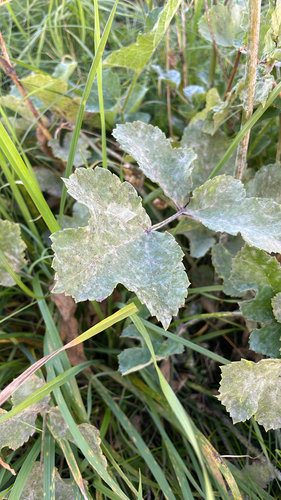 Umbellifer Powdery Mildew