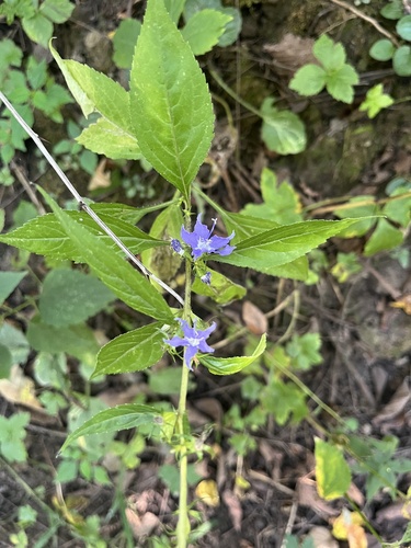 tall bellflower