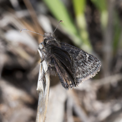 Erynnis afranius