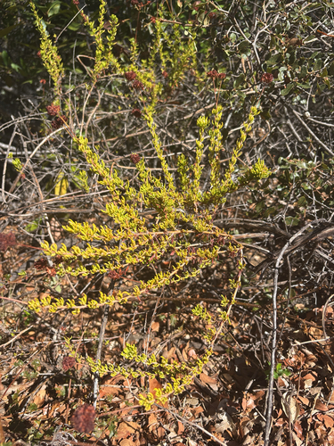 iNaturalist observation photo of California Buckwheat