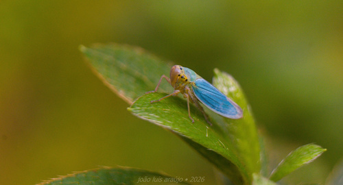 Green Leafhopper