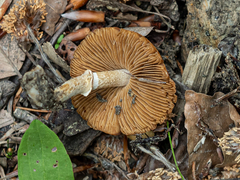 Conocybe aporos