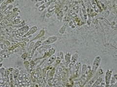 Conocybe aporos