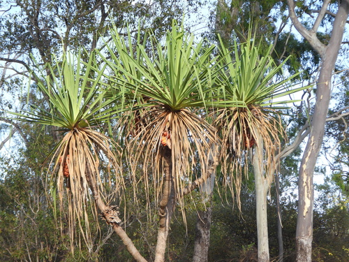 Pandanus cookii observed 2026-09-12