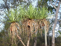 Pandanus cookii