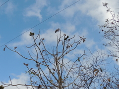 (c) Paulo Nogueira, some rights reserved (CC BY) Sterculia striata, photograph (c) Paulo Nogueira, some rights reserved (CC BY)
