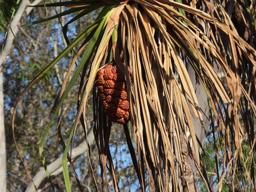 Pandanus cookii, photograph 1