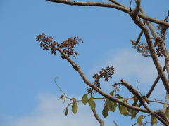 (c) Paulo Nogueira, some rights reserved (CC BY) Sterculia striata, photograph (c) Paulo Nogueira, some rights reserved (CC BY)