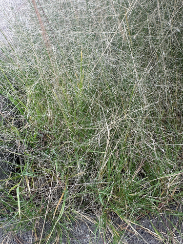 Muhlenbergia asperifolia, 2026-09-12