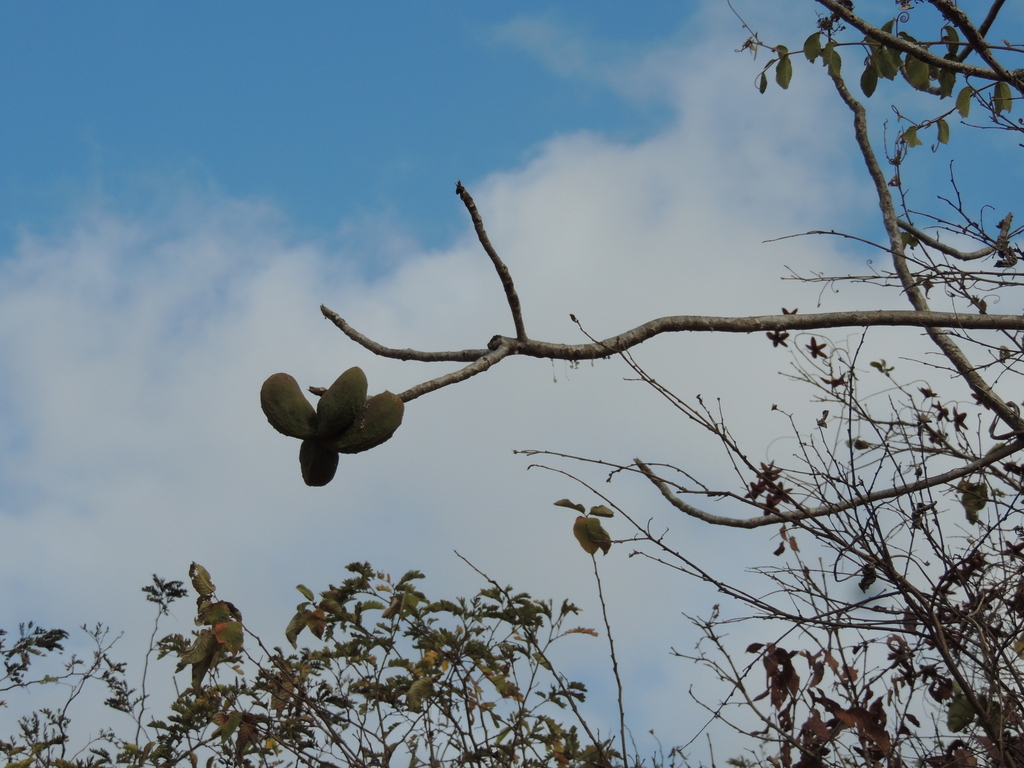 Sterculia striata; photograph (c) Paulo Nogueira, some rights reserved (CC BY)