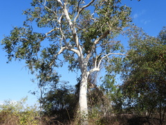 Eucalyptus platyphylla, photograph author not stated, no rights reserved