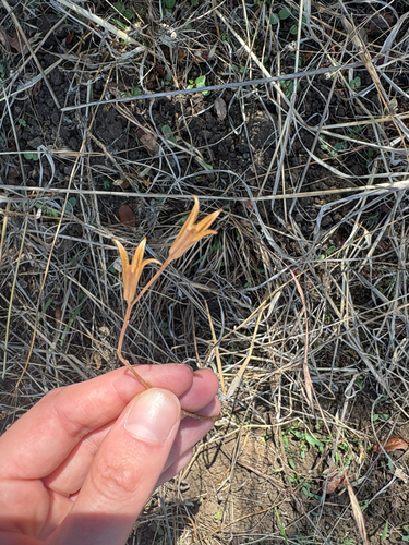 iNaturalist observation photo of mariposa lilies
